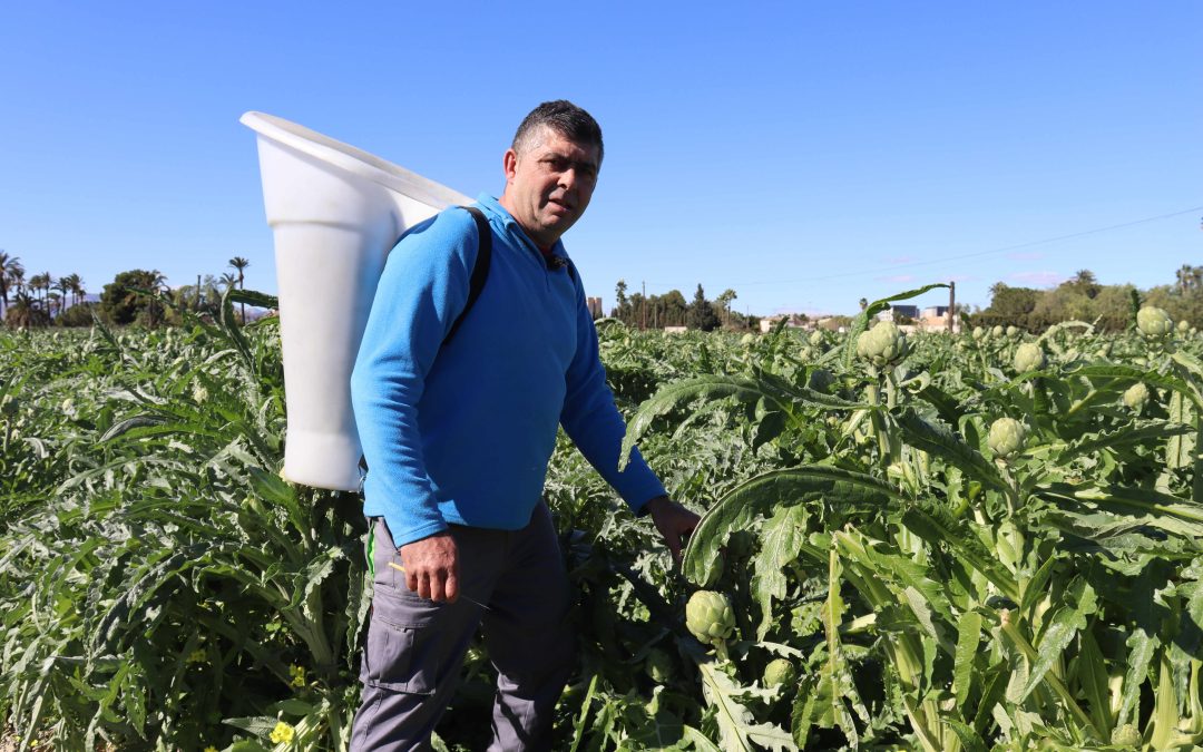 Andrés Soto recibirá el «Premio Agricultor del Año 2025» del Camp d’Elx por su gran empeño en constituir un negocio agrario rentable