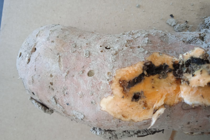 ASAJA Alicante alerta sobre la plaga Cylas puncticollis que amenaza la producción de boniato en la Vega Baja.