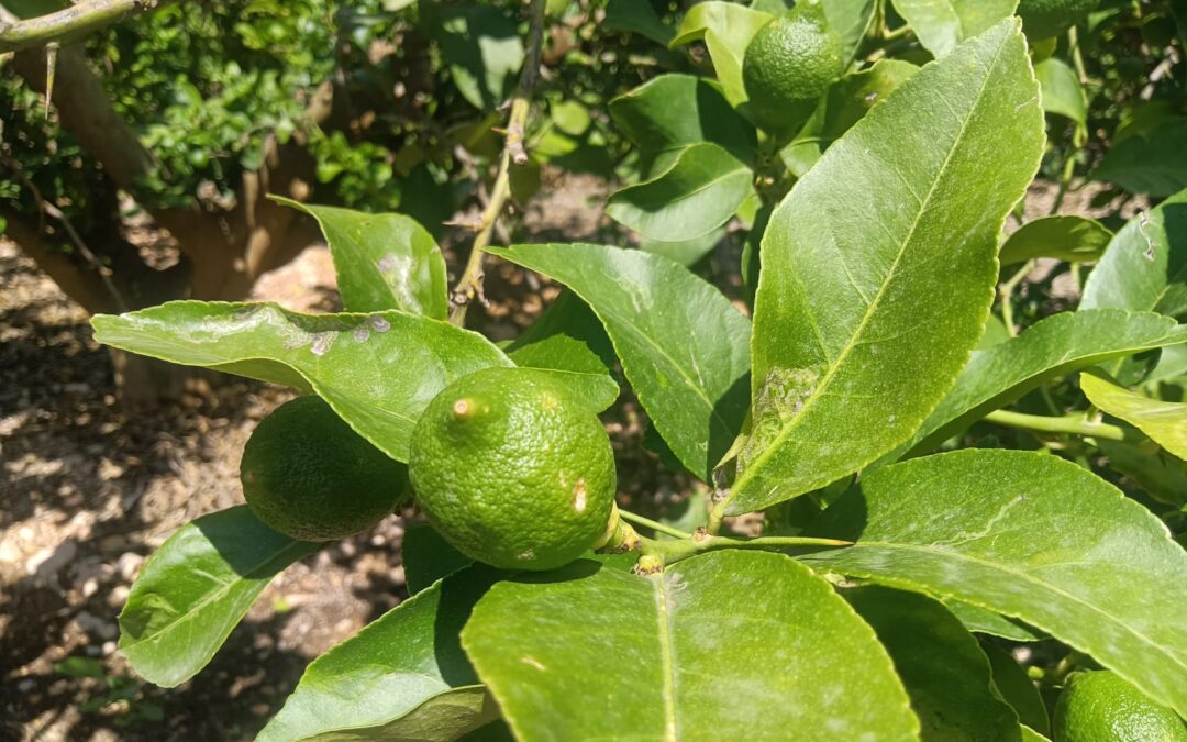 El bajo precio del limón alicantino no compensa los altos costes de producción