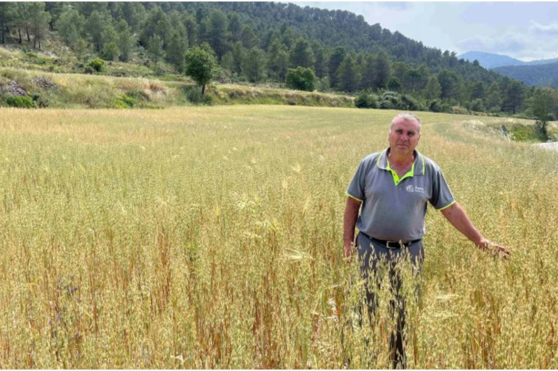 El drama de Ricardo en Alicante con los ataques de jabalíes y muflones: «Muchos campos se dejan de cultivar»