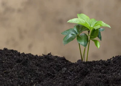 Cuidados Culturales en Agricultura (100% online)