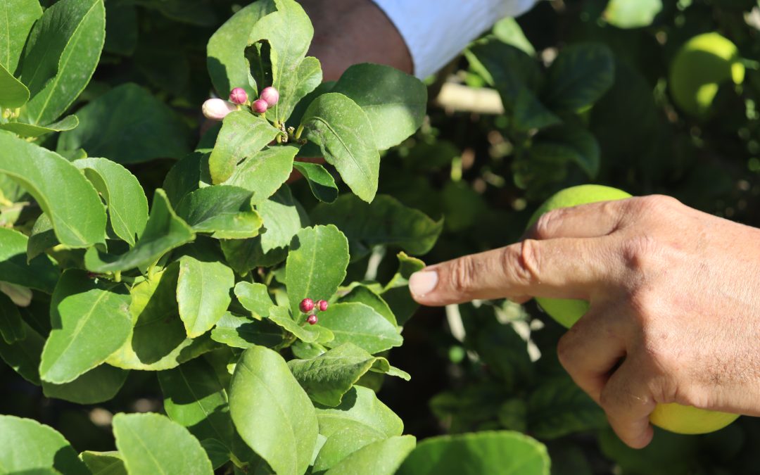 Asaja advierte que las lluvias y las altas temperaturas anticipan cinco meses la floración del limón Verna en la provincia