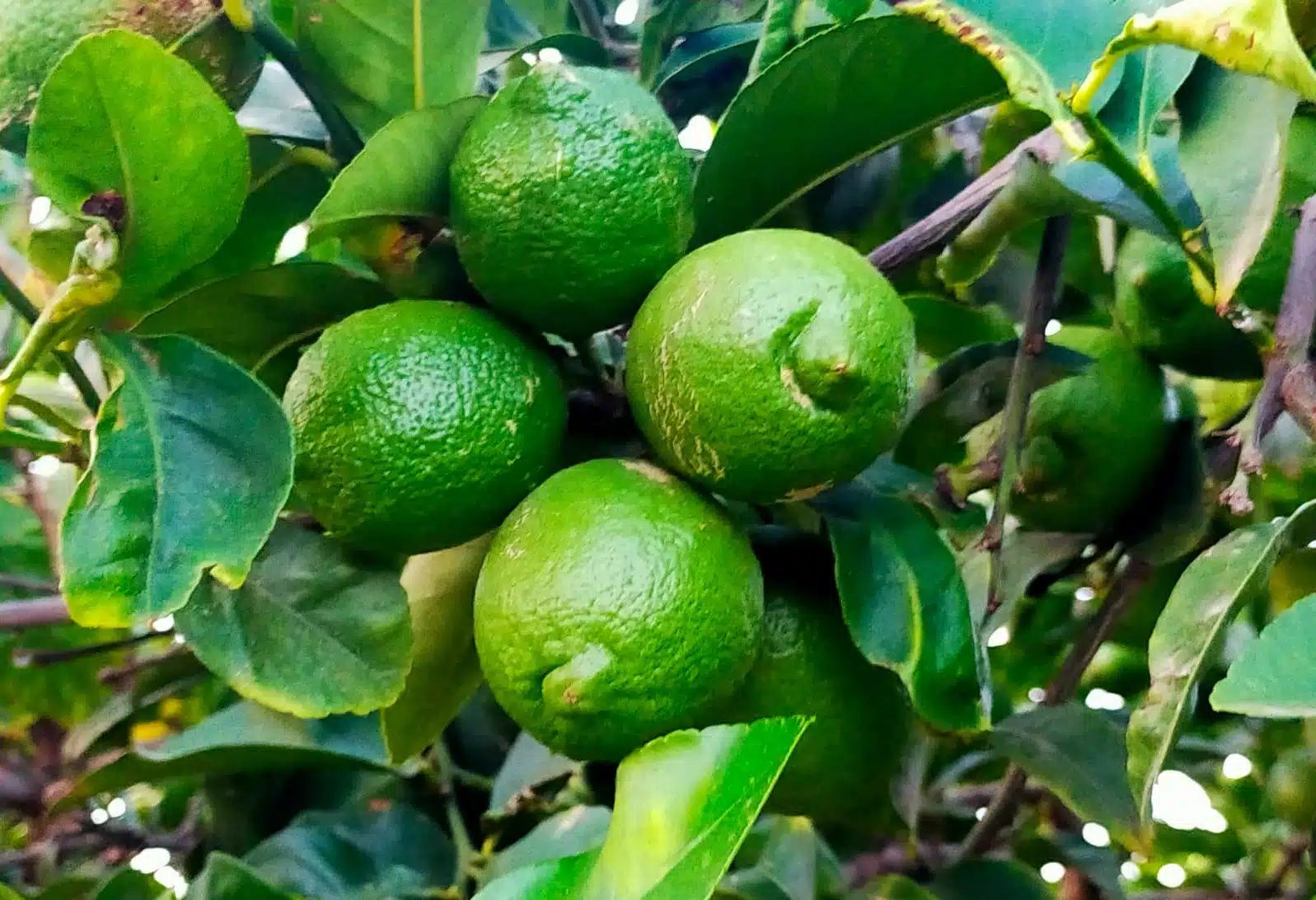 ASAJA prevé que la producción de limón en Alicante aumente entre un 5% y un 10% en la próxima campaña según la variedad