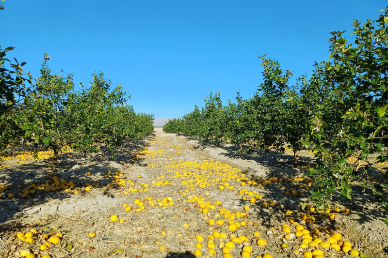 Los agricultores de limón han tenido que elegir entre pagar 12 céntimos para que la industria se los lleve o dejarlos en el suelo