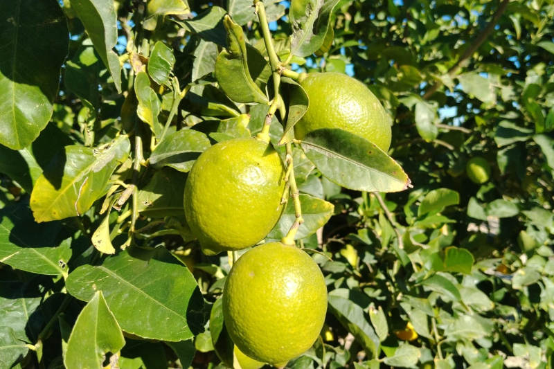 ASAJA Alicante avisa a los supermercados que bajar los precios del limón promueve prácticas desleales