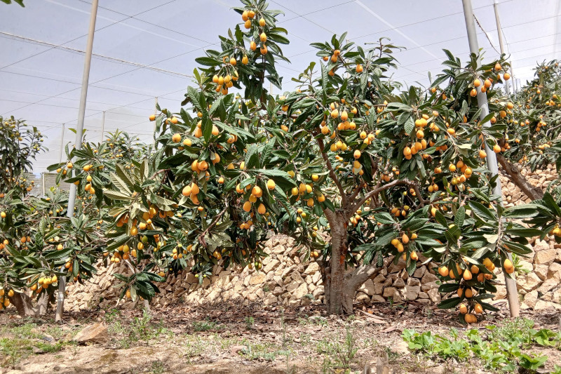 ASAJA Alicante prevé una buena producción de nísperos, aunque advierte de que la subida de los costes marcará la campaña