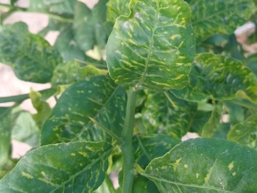 ASAJA Alicante reclama a los viveros reponer plantones gratis alos agricultores que los compraron con el virus de la clorosis