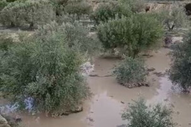 ASAJA Alicante destaca las lluvias beneficiosas de la DANA Alice en los cultivos de secano de la provincia