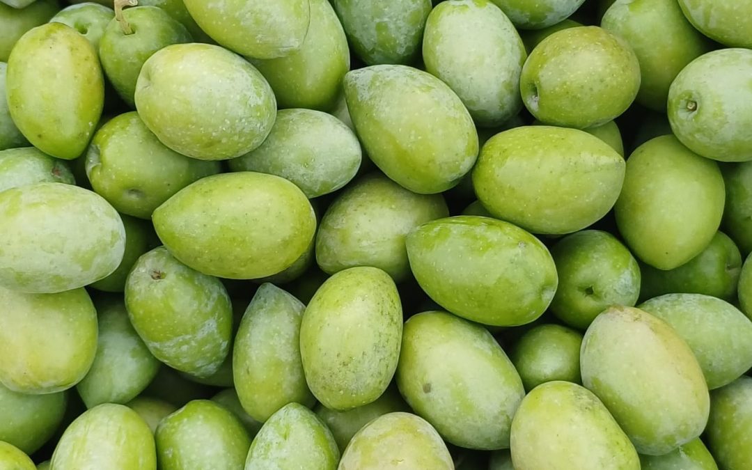 Asaja Alicante considera «inaceptable» la decisión del Gobierno de no activar las ayudas al olivar y al viñedo fijadas por Ley