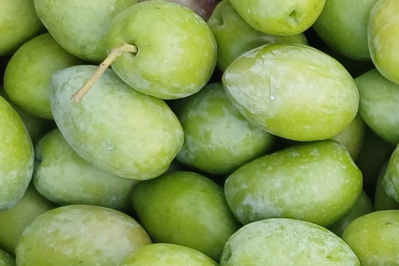 Asaja Alicante considera inaceptable la decisión del gobierno de no activar las ayudas extraordinarias al olivar y al viñedo fijadas por ley