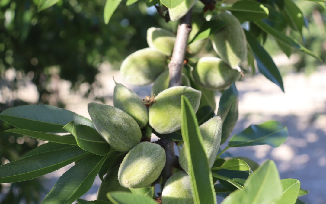La producción de almendra remonta en Alicante y la cosecha doblará a la del año pasado con 16.500 toneladas