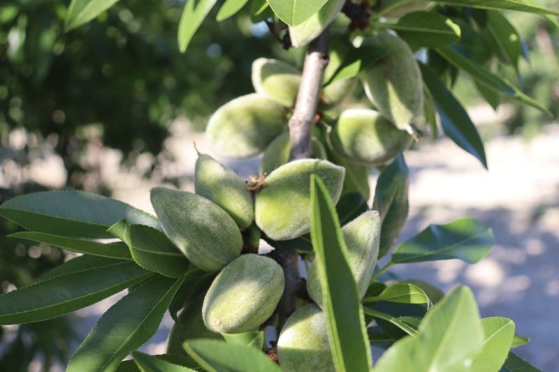 La producción de almendra remonta en Alicante y la cosecha doblará a la del año pasado con 16.500 toneladas