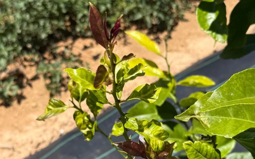 El IVIA y Sanidad Vegetal de la Generalitat Valenciana actualizan el estado de la clorosis nervial en cítricos