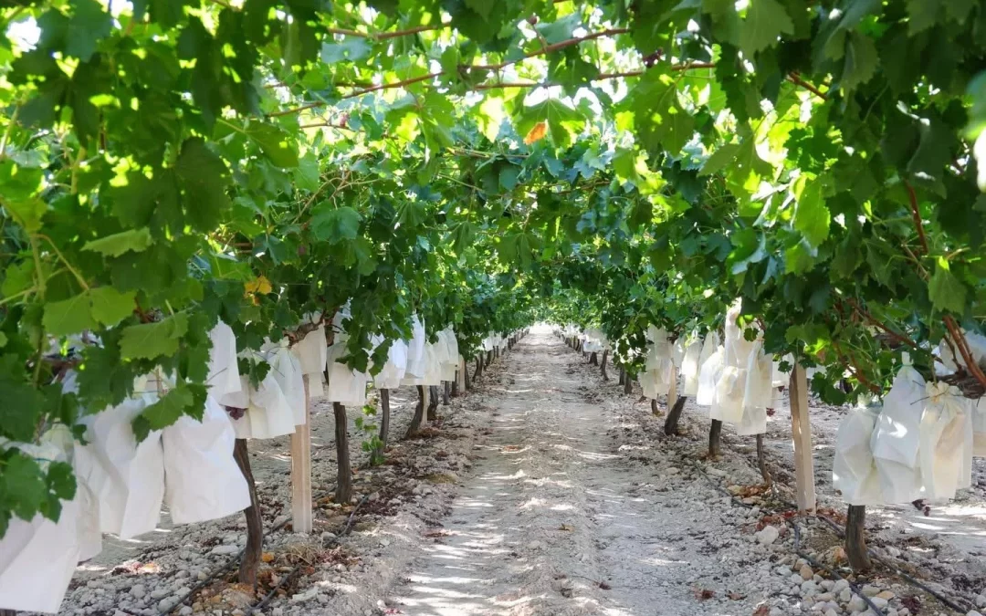 ASAJA Alicante planta cara a las macroplantas solares para salvar 340 hectáreas de suelo agrario productivo en el Vinalopó