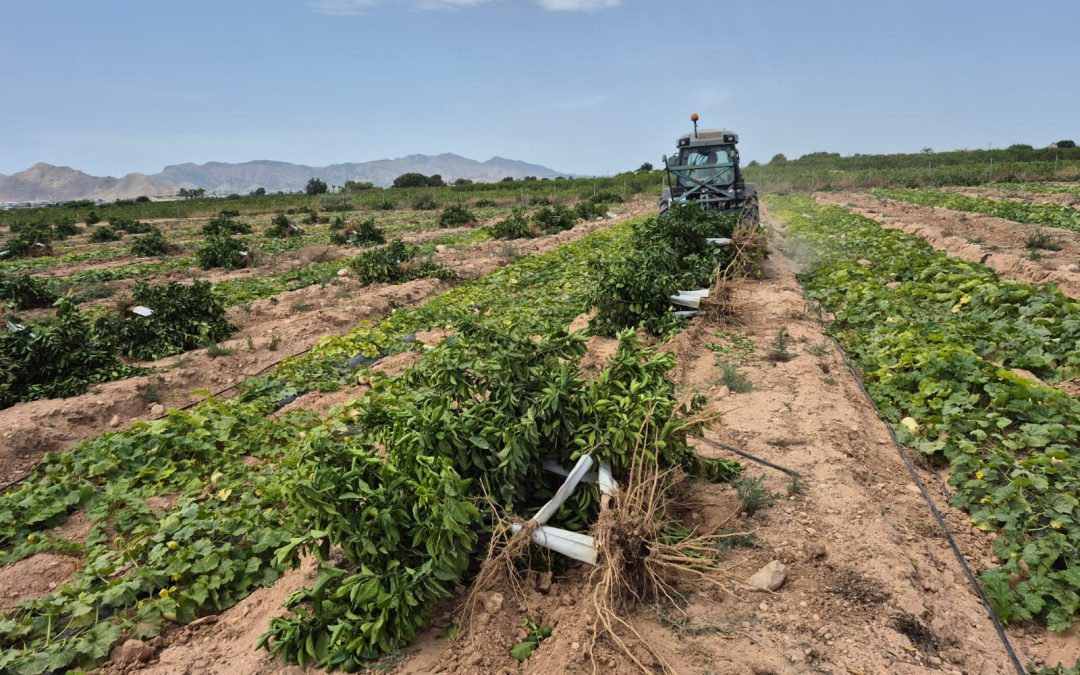 ASAJA Alicante exige al Gobierno un Plan Nacional de Actuación contra la expansión de la Clorosis Nervial Amarilla en cítricos