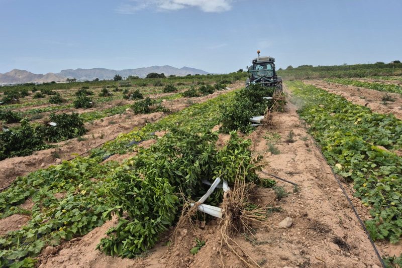 ASAJA Alicante exige al Gobierno un Plan Nacional de Actuación contra la expansión de la Clorosis Nervial Amarilla en cítricos