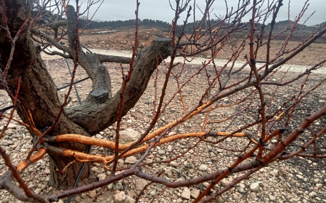 ASAJA Alicante alerta sobre mermas por fauna salvaje de hasta el 80% en viña y almendro en la provincia