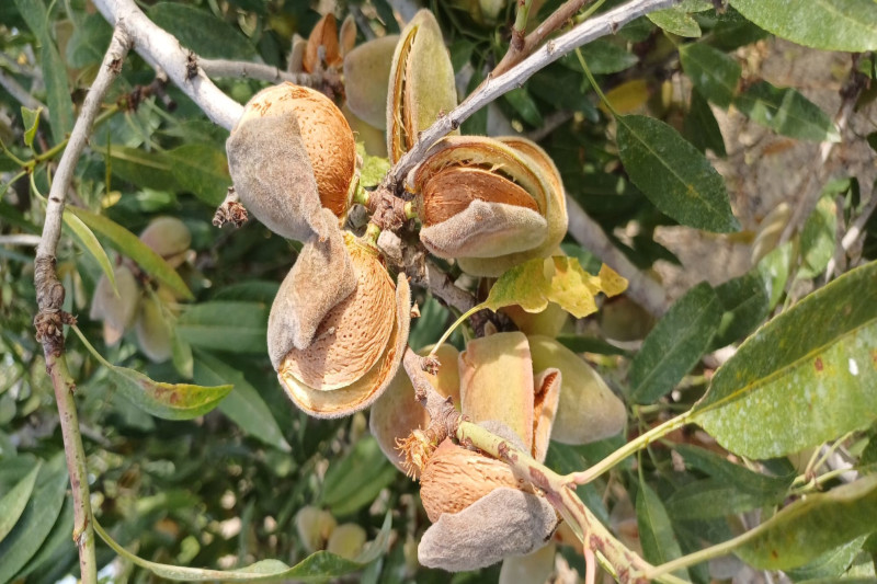 El campo se cuece en Alicante: el calor mata almendros y paraliza el engorde de los cítricos