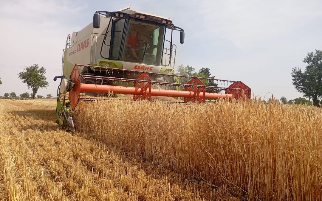 ASAJA Alicante denuncia que el cereal pierde hasta un 30% de producción mientras aumentan las trabas para cosechar