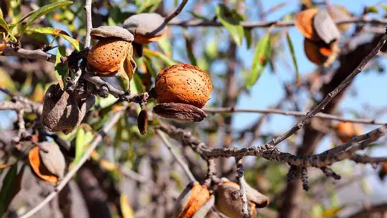 Almendra