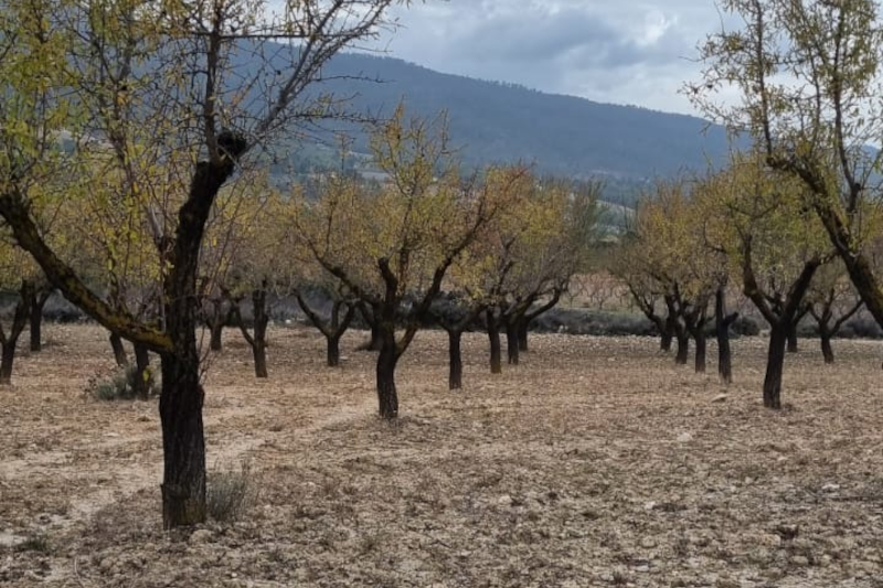 ASAJA Alicante informa a sus socios del inicio del periodo de presentación de las ayudas de la PAC