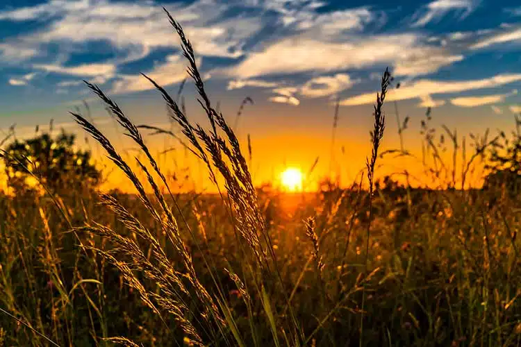 Amanecer en el campo