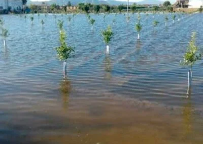 Agua para Riego (100% online)