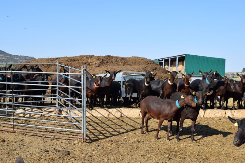 ASAJA Alicante advierte que el Impacto Ambiental de la ganadería es casi un 50% menor de lo que se estimaba previamente