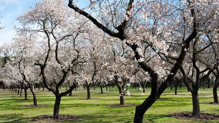 Campo de almendros