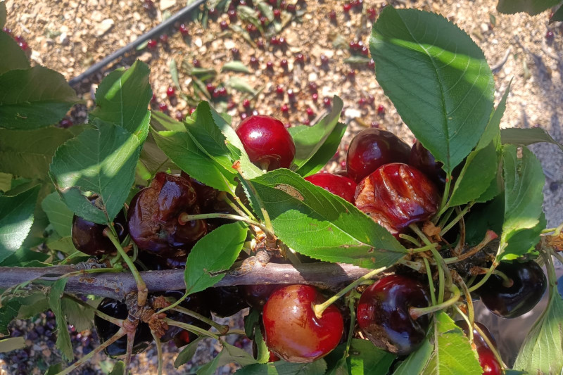 La Conselleria de Agricultura publica las ayudas para productores de cereza afectados por adversidades climáticas