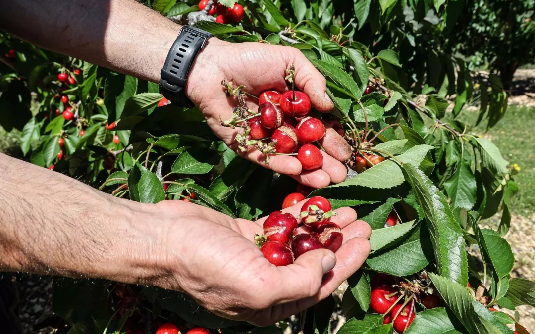Arranca la campaña de la cereza: las lluvias de los últimos días causan pérdidas por un valor de tres millones de euros