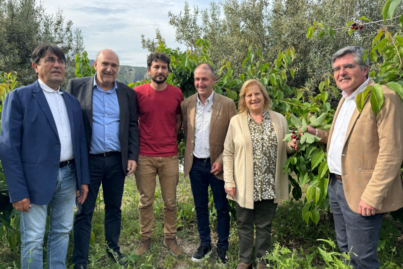 Arranca una campaña esperanzadora para la cereza de Alicante con cerca de 5 millones de kilos y máxima calidad