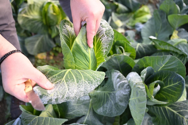 Las heladas se apoderan de la huerta de la Vega Baja y el Camp d’ Elx