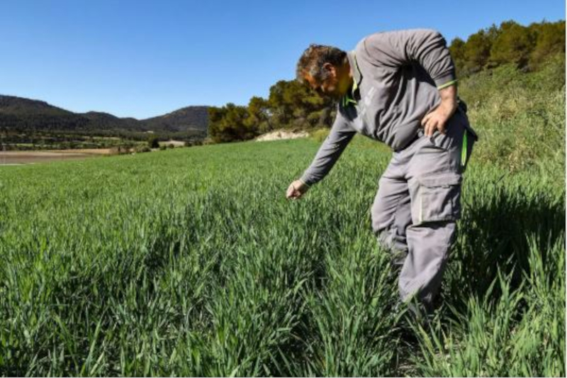 La cosecha de cereal dará unas 8.000 toneladas en la provincia de Alicante después de tres años en blanco