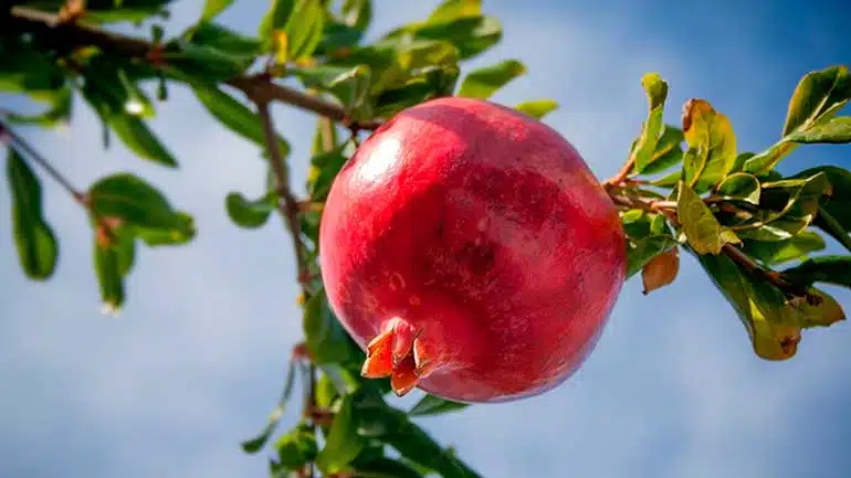 Frutas y hortalizas