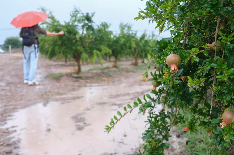ASAJA Alicante informa que las precipitaciones de estos días han resultado beneficiosas para cítricos, granadas, uva de mesa y cultivos de secano