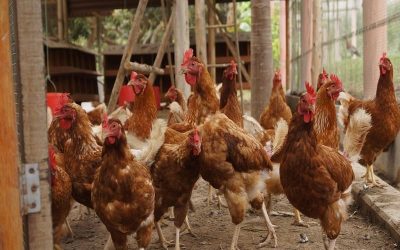 Boletín ayudas y normativas Nº 262