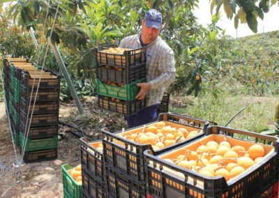 Recolección, Transporte, Almacenamiento y Acondicionamiento de la Fruta (100% Online)