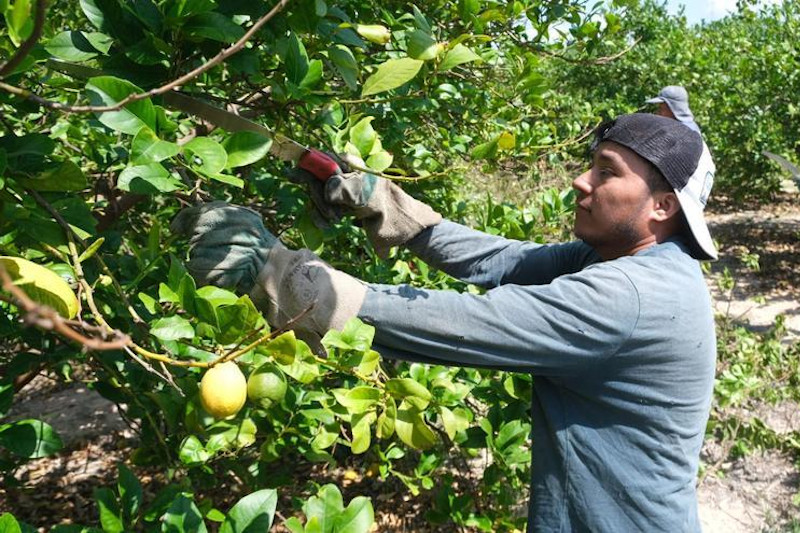 Asaja reclama estabilidad en las cotizaciones del limón e insta a los supermercados a apostar por el producto nacional