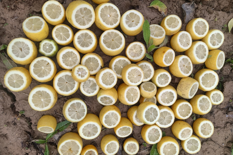 Asaja advierte que la DANA y las altas temperaturas anticipan cinco meses la floración del limón Verna en la provincia