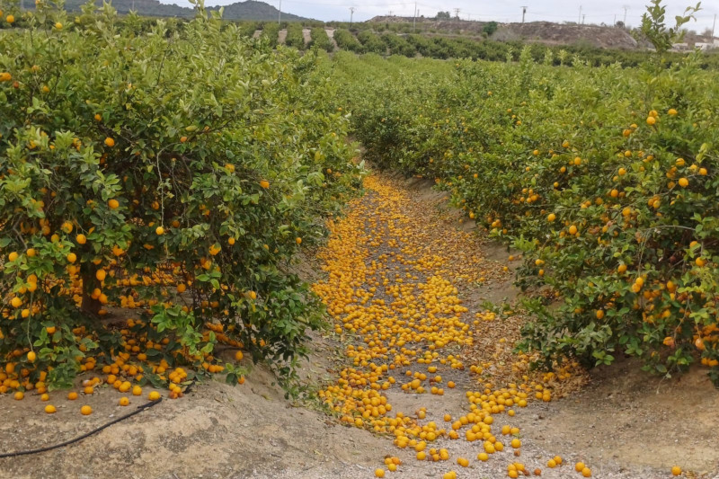 ASAJA Alicante pide a la Conselleria de Agricultura un plan de choque urgente para hacer frente a la crisis del limón en Alicante