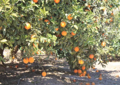Poda en Fruticultura (100% Online)