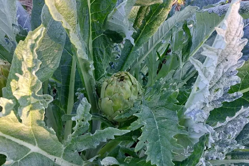 El barro acumulado por las últimas lluvias dificulta la recolección de hortalizas en el Camp d’Elx