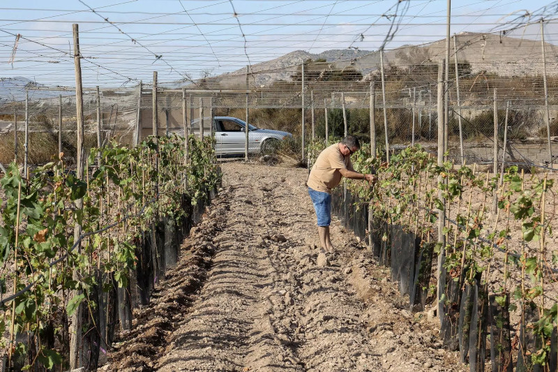 ASAJA Alicante monta campos experimentales para desarrollar variedades resistentes al clima y las plagas