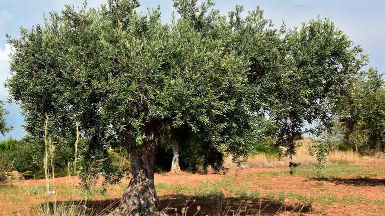 Olivar