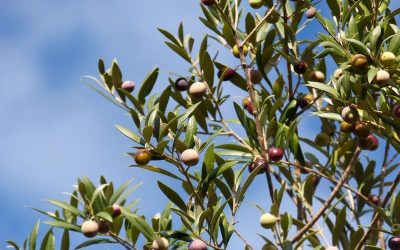 Boletín ayudas y normativas Nº 260