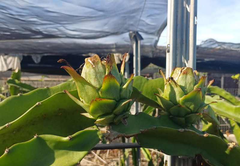 Las tierras de cultivos tropicales en Alicante casi triplican el valor de las tierras citrícolas