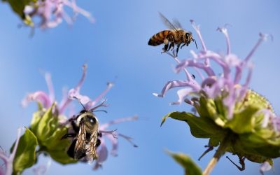 Boletín ayudas y normativas Nº 264