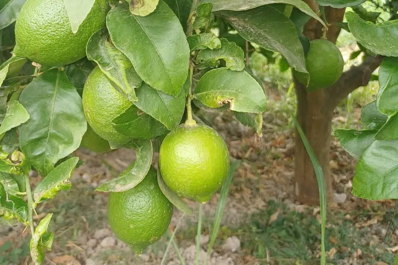 ASAJA Alicante denuncia que la industria presiona al agricultor con precios a la baja pese a la gran demanda de zumo de limón