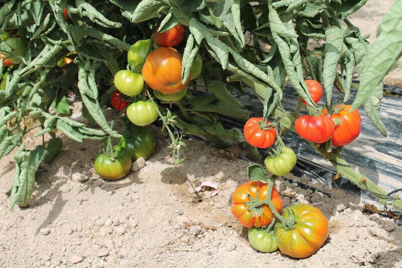 El tomate de Mutxamel no se rinde: producción pequeña, pero que persiste gracias al esfuerzo de sus agricultores